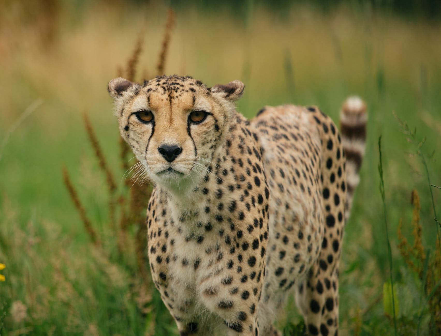 powerful leopard standing in green savanna