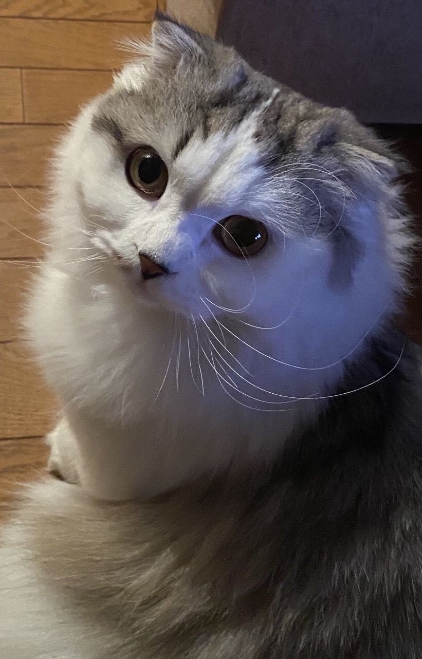 シュレディンガーの猫