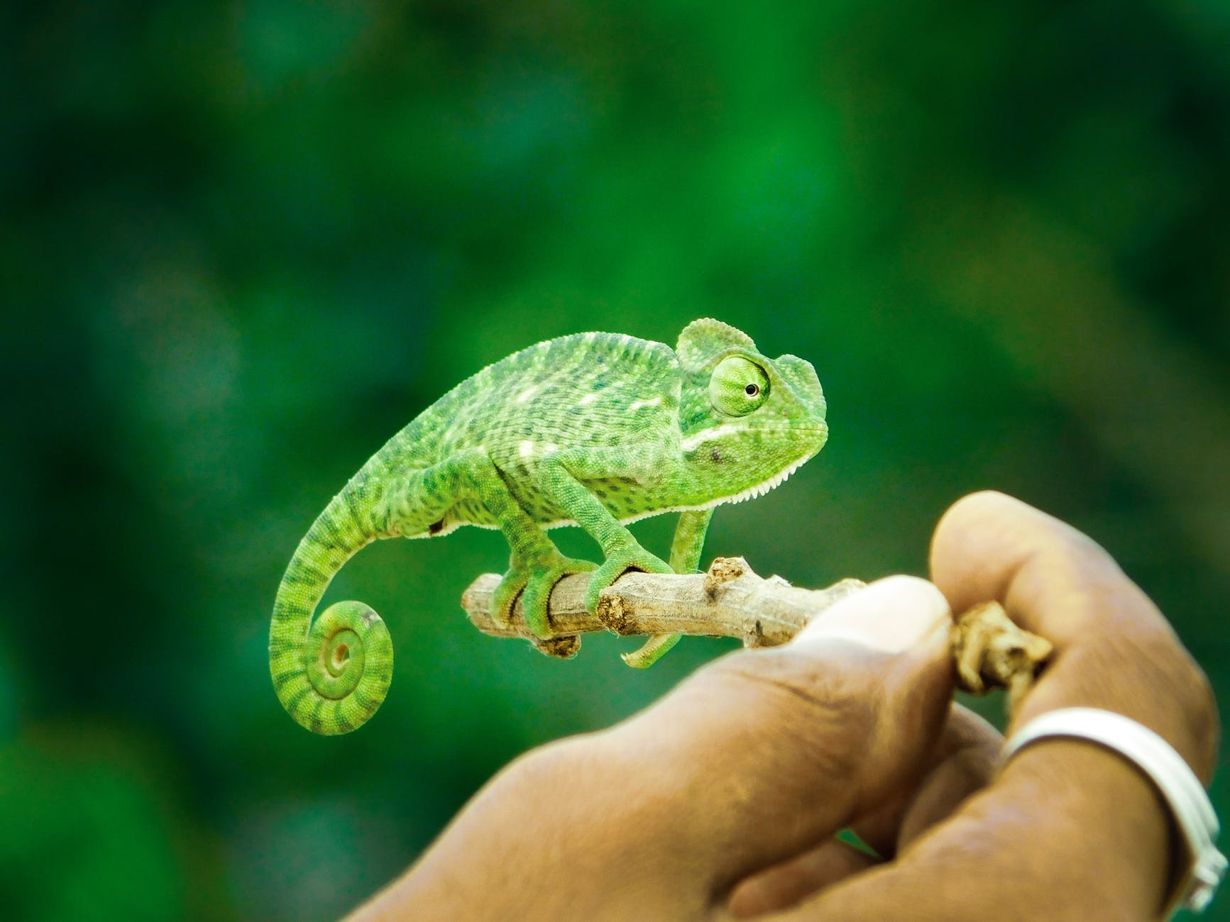 green chameleon