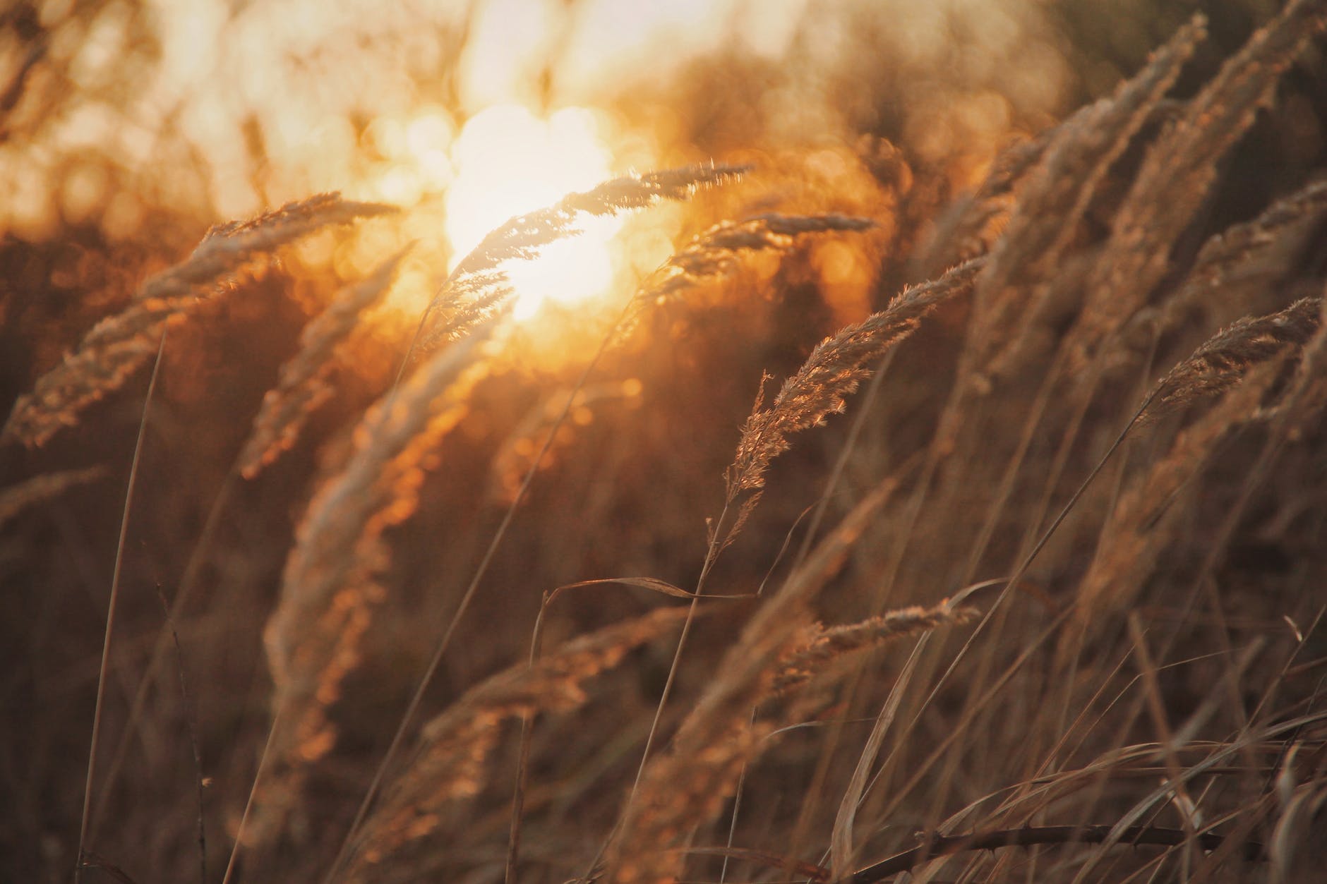 brown wheat field during sunset