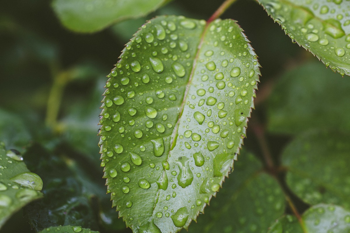 Closeup of green leaves with droplets after rain